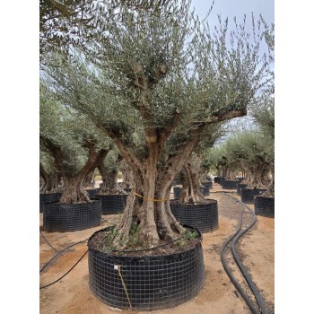 Olea tronco viejo selección circunf. 180/200 CTM